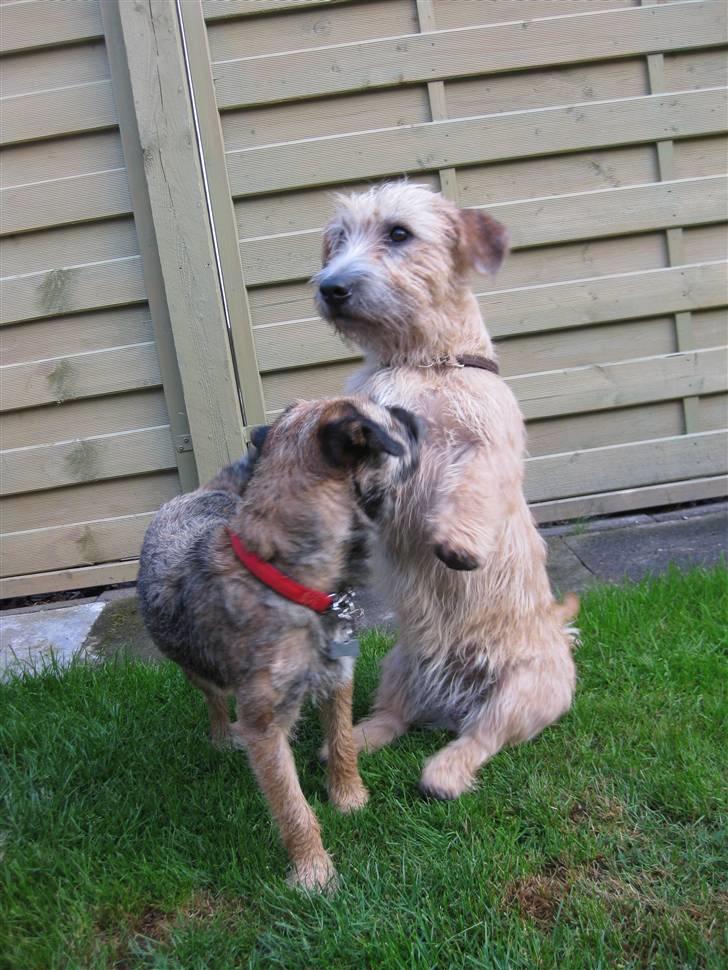 Irish Glen of Imaal Terrier Aiofe (Aifi) - Belle forstyrer Aifi, mens Aifi sidder i "bamse" som vi kalder det. :) <3 billede 5