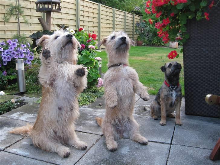 Irish Glen of Imaal Terrier Aiofe (Aifi) - Alva (til venstre), Aifi (midten) og Belle (til højre). Alva og Aifi sidder i bamse, men det kan Belle ikke... Så hun sidder bare normalt. billede 6