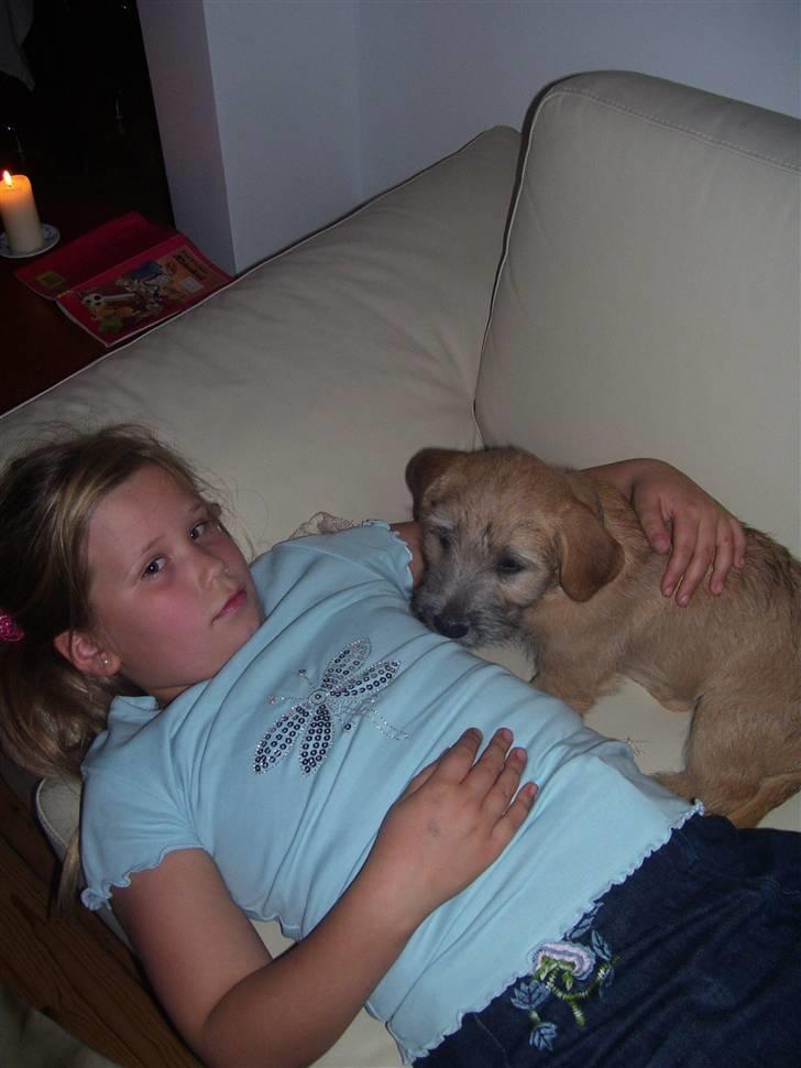 Irish Glen of Imaal Terrier Aiofe (Aifi) - Aifi og min lillesøster, Maria. Aifi er ikke så gammel her. billede 10