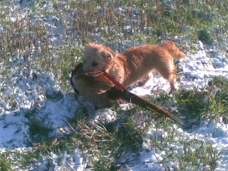 Irish Glen of Imaal Terrier Aiofe (Aifi) - Aifi på jagt :D billede 12