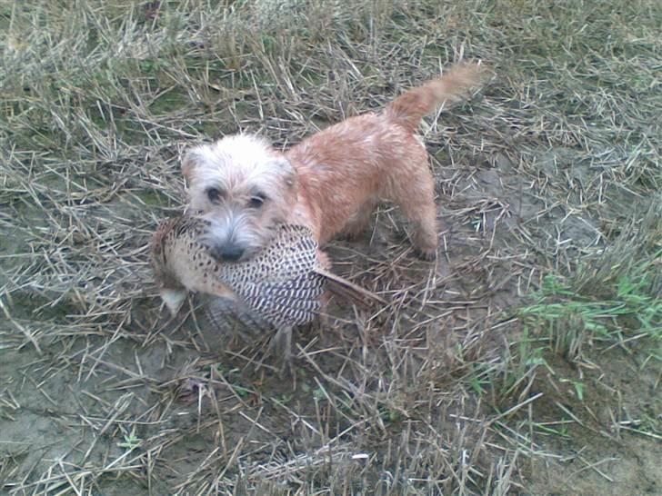 Irish Glen of Imaal Terrier Aiofe (Aifi) - Aifi på jagt :) billede 13