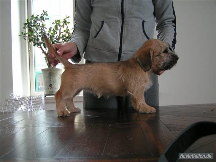 Irish Glen of Imaal Terrier Aiofe (Aifi) - Aifi, syv uger gammel. <3 billede 9