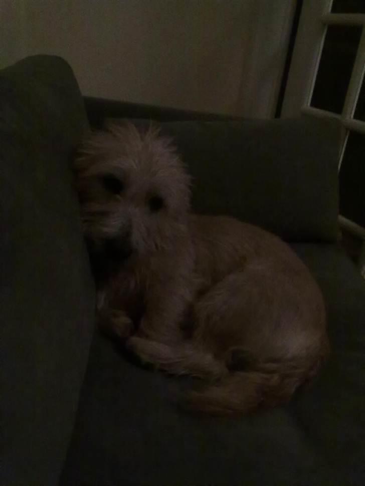 Irish Glen of Imaal Terrier Aiofe (Aifi) - Søde Aifi, som ligger i sofaen sammen med mig :) billede 15