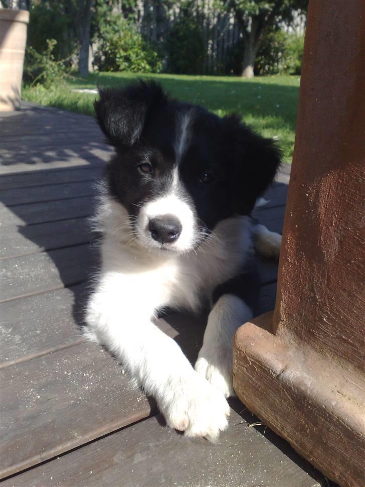 Border collie Zako  - puha det er varmt lige her i solen :) 7 dage før hjem komst billede 1