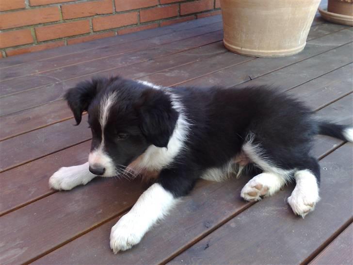 Border collie Zako  - 7 dage før hjem komsten :) billede 2