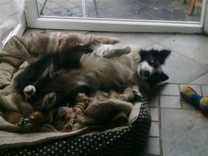 Border collie Filla billede 1