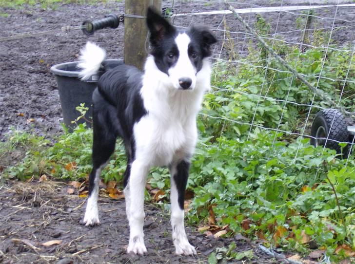 Border collie Filla billede 2