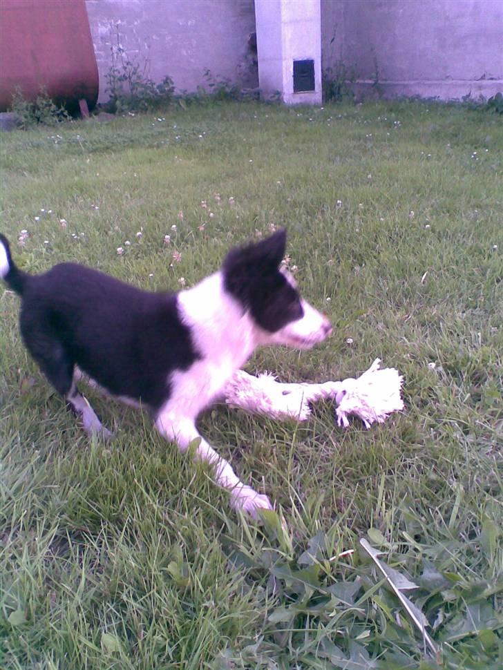 Border collie Filla billede 4