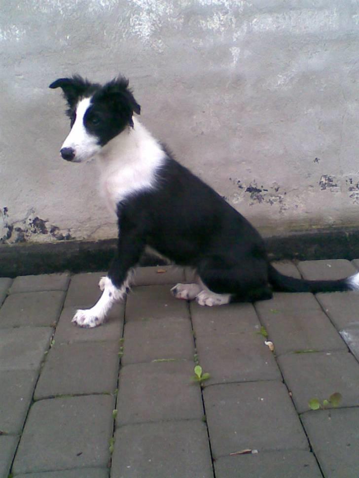Border collie Filla billede 5