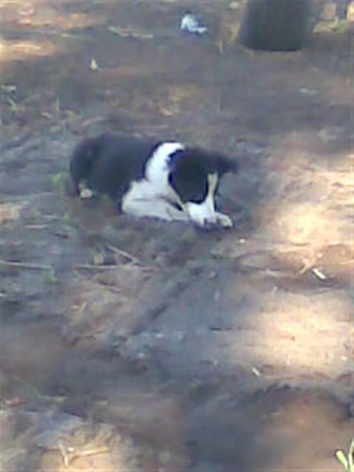 Border collie Filla billede 6