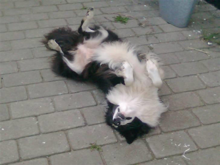 Border collie Filla billede 7