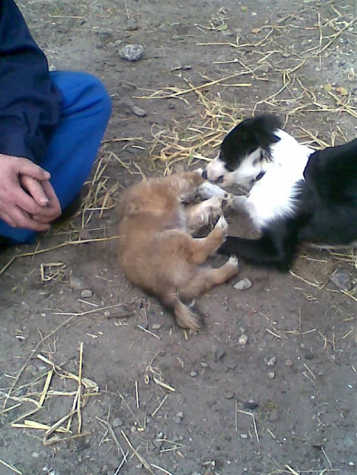 Border collie Filla billede 8