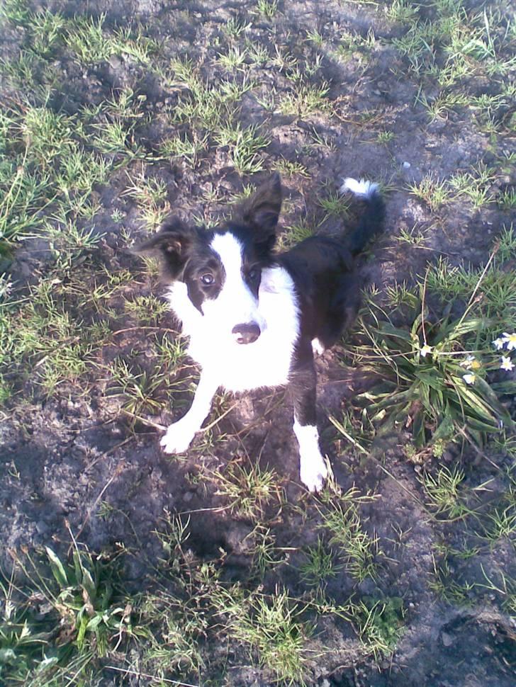 Border collie Filla - Kast den nu billede 9