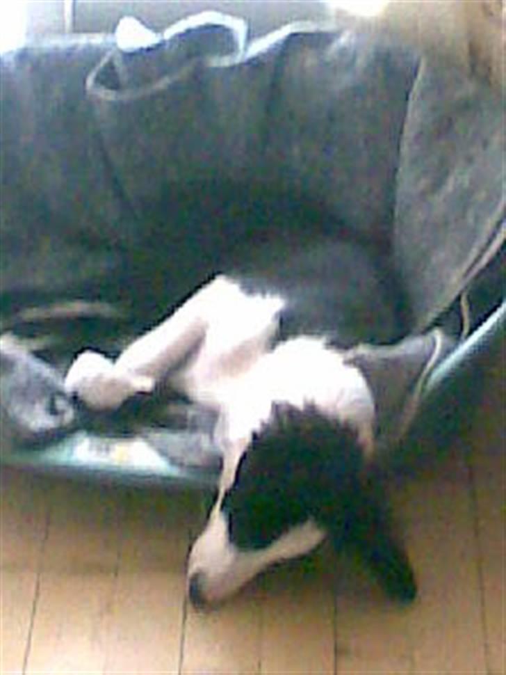 Border collie Filla - Puha det er hårdt at være på kursus i København billede 10