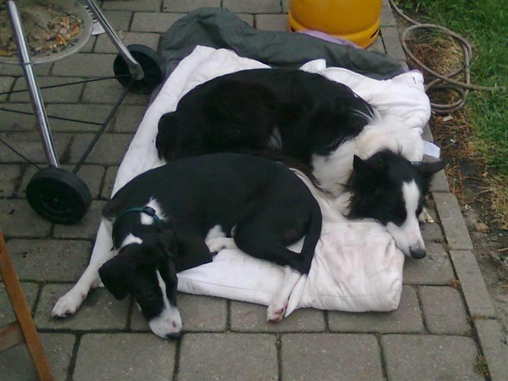 Border collie Filla billede 11