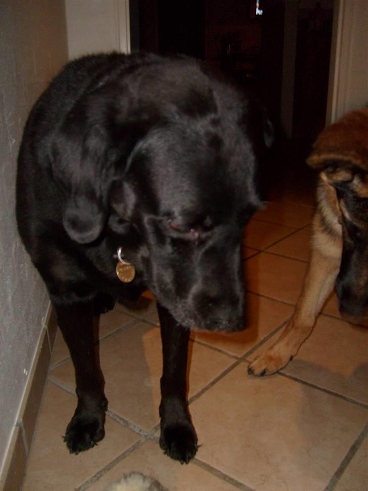 Labrador retriever Berta<´3(Aflivet)R.I.P:'( - 2) Hvor er du sød(: Foto: Miig billede 2