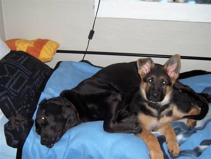 Labrador retriever Berta<´3(Aflivet)R.I.P:'( - 3) Berta og Bjørk <3 Foto: Miig billede 3