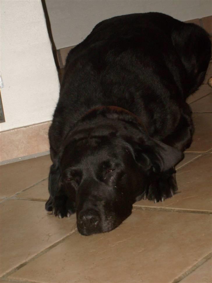 Labrador retriever Berta<´3(Aflivet)R.I.P:'( - 4) Hun ligger og håber på at hun kommer med(: Foto: Mig billede 4