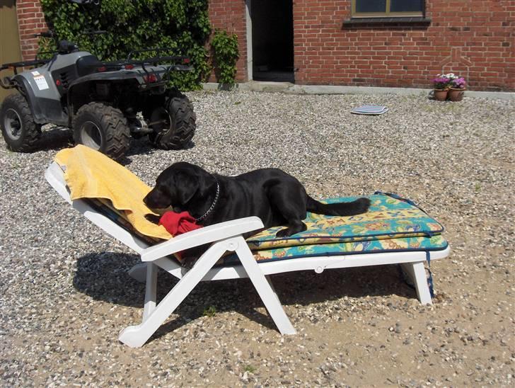 Labrador retriever Berta<´3(Aflivet)R.I.P:'( - 6) Sol (; Foto: mig billede 6