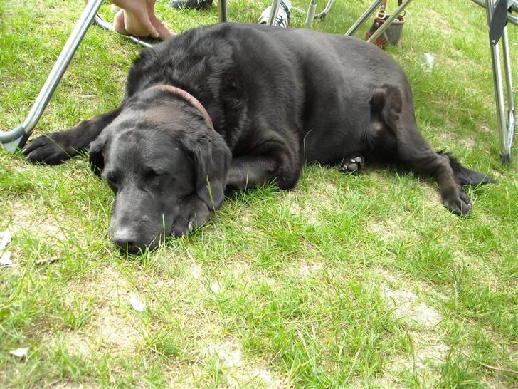 Labrador retriever Berta<´3(Aflivet)R.I.P:'( - 7)Camping igen(: Foto: Mig billede 7