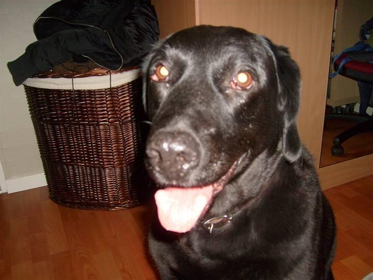 Labrador retriever Berta<´3(Aflivet)R.I.P:'( - 8)Berta sider og tigger/: foto: Mig billede 8