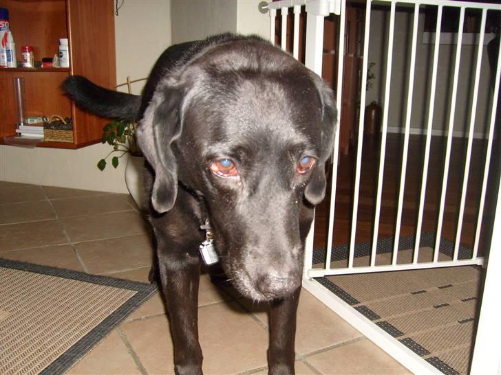 Labrador retriever Berta<´3(Aflivet)R.I.P:'( - 9) Berta<´3(: Foto: Mig billede 9