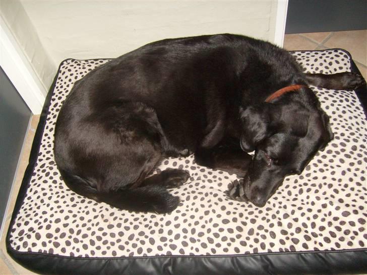 Labrador retriever Berta<´3(Aflivet)R.I.P:'( - 10) Berta(: Foto: Mig billede 10