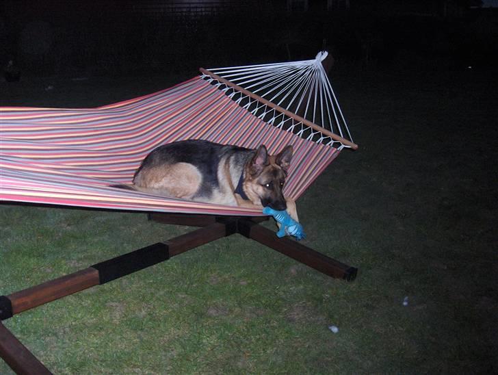 Schæferhund Falkøens Ø-Bjørk - Bjørk i hængekøjen <3 foto: Mig billede 4