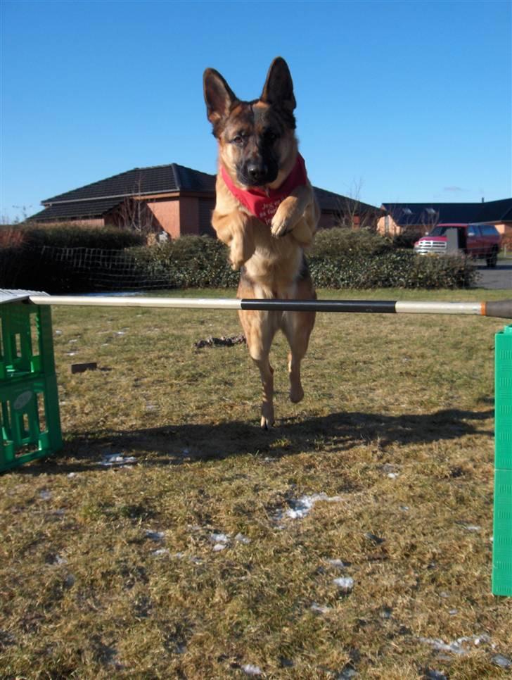 Schæferhund Falkøens Ø-Bjørk - 6) elsker det billed :b Foto: Mig billede 6