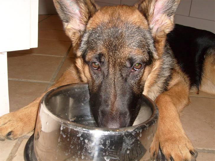 Schæferhund Falkøens Ø-Bjørk - 7) Når man er for doven til at stå op og drikke(: Foto: Mig billede 7