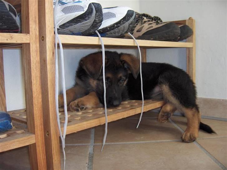 Schæferhund Falkøens Ø-Bjørk - 10) Bjørk som hvalp(: Foto: mig billede 10