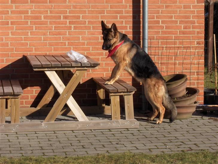 Schæferhund Falkøens Ø-Bjørk - 14) Der er mad på boret (: Foto: Mig billede 14