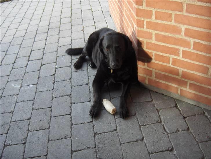 Labrador retriever Berta<´3(Aflivet)R.I.P:'( - 11) billede 11