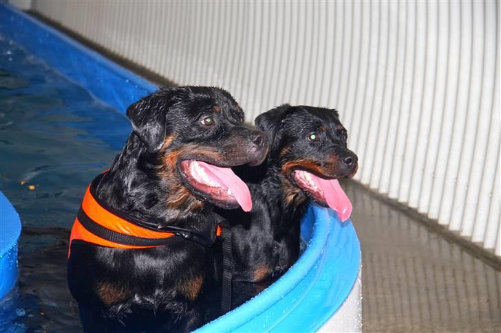 Rottweiler Zeuz - Zeuz med striglen han,bor sammen med billede 3