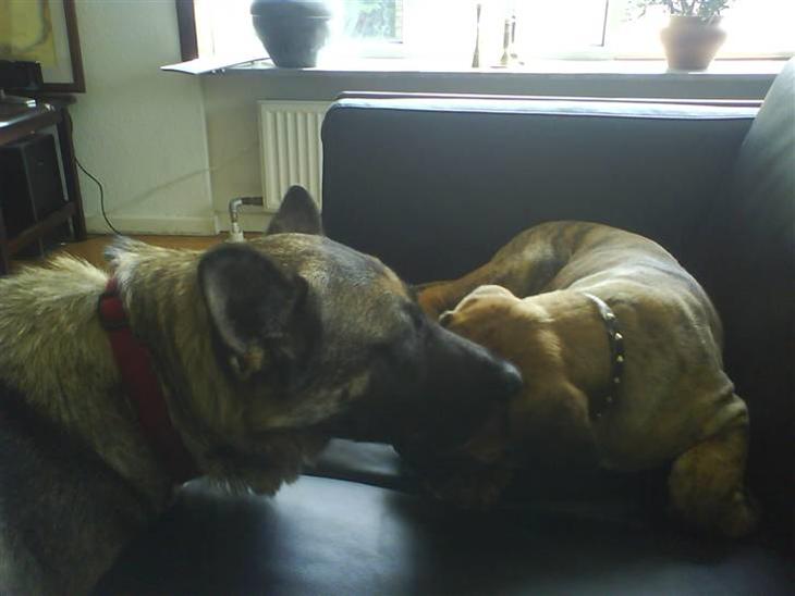 Boerboel Balder Teglborg*i himlen* - Her bliver han nusset om af vores anden hund Sally, det er ham der ligger i sofaen:D billede 1