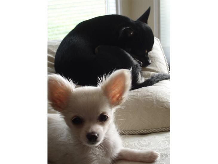 Chihuahua Loui - miin basse <33 ILU.. billede 1