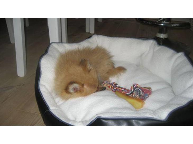 {{currentPhoto.altText}} billede {{currentPhoto.number}}