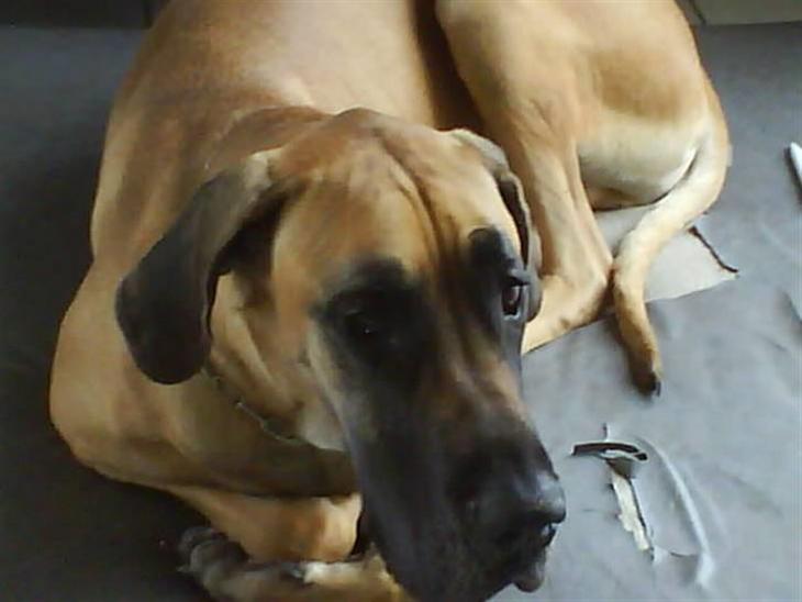 {{currentPhoto.altText}} billede {{currentPhoto.number}}