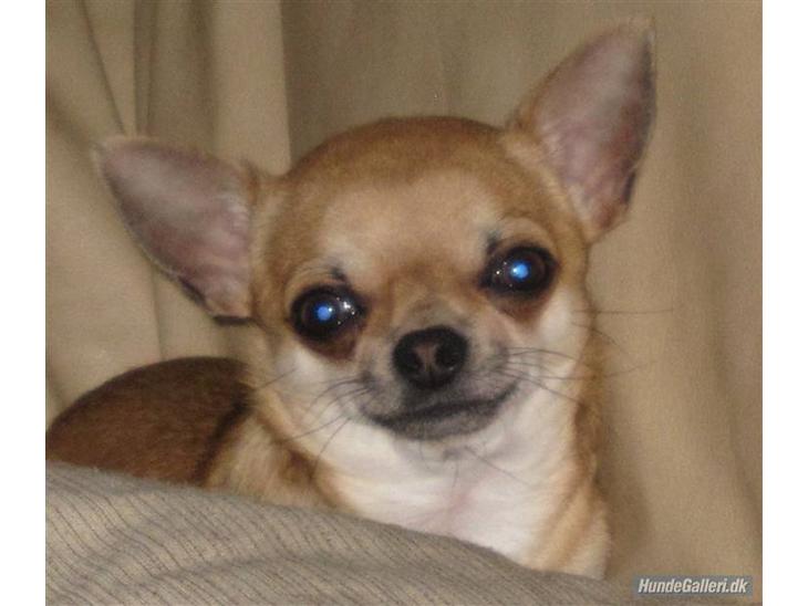 Chihuahua  ChiStars Al Capone DKCH - Capone august 2009 billede 1