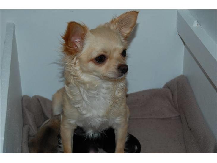 {{currentPhoto.altText}} billede {{currentPhoto.number}}