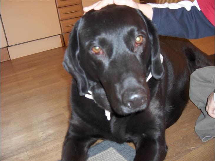 Labrador retriever Berta<´3(Aflivet)R.I.P:'( - 1) Elsker og savner dig! Foto: ? billede 1