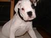 Boxer Cisse