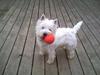 West highland white terrier Futte =D<3.