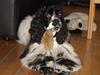 Amerikansk cocker spaniel Tryly yours kool chance