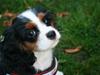 Cavalier king charles spaniel aZalias Super Karla