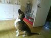 Blanding af racer Cindi # Blanding Hund #