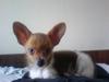 Chihuahua King <3 - Min mors