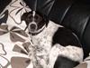 Dansk svensk gaardhund Tilde