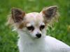 Chihuahua Malou  "lulle Pigen"