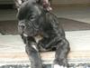 Fransk bulldog Anton :)